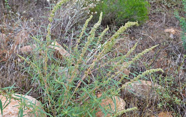 Amaranthus fimbriatus, Fringed Amaranth, Southwest Desert Flora